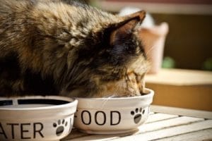 Alimentation chien et chat 2