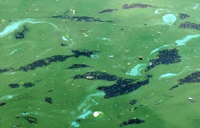 Cyanobactérie Efflorescence bleu et vert