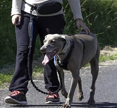 Les 3 Meilleurs Harnais Chien Anti Traction 2019