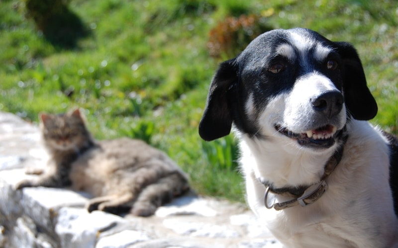 Enlever Une Tique Comment Sy Prendre Chien Et Chat 2020