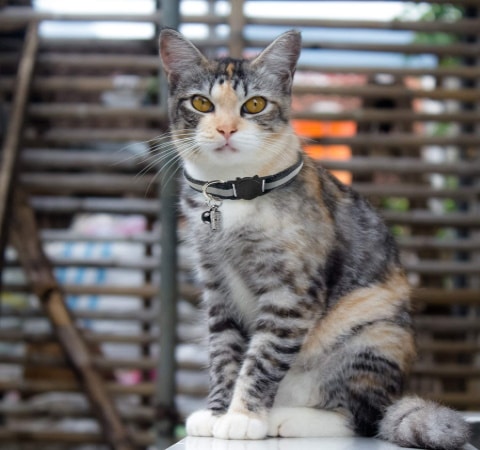 Collier pour chat avec clochette et porte adresse, animal de compagnie avec identifiant personnalisable, pour identification facile top4